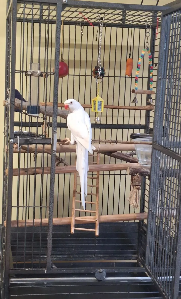 Parrot with cage - Image 1