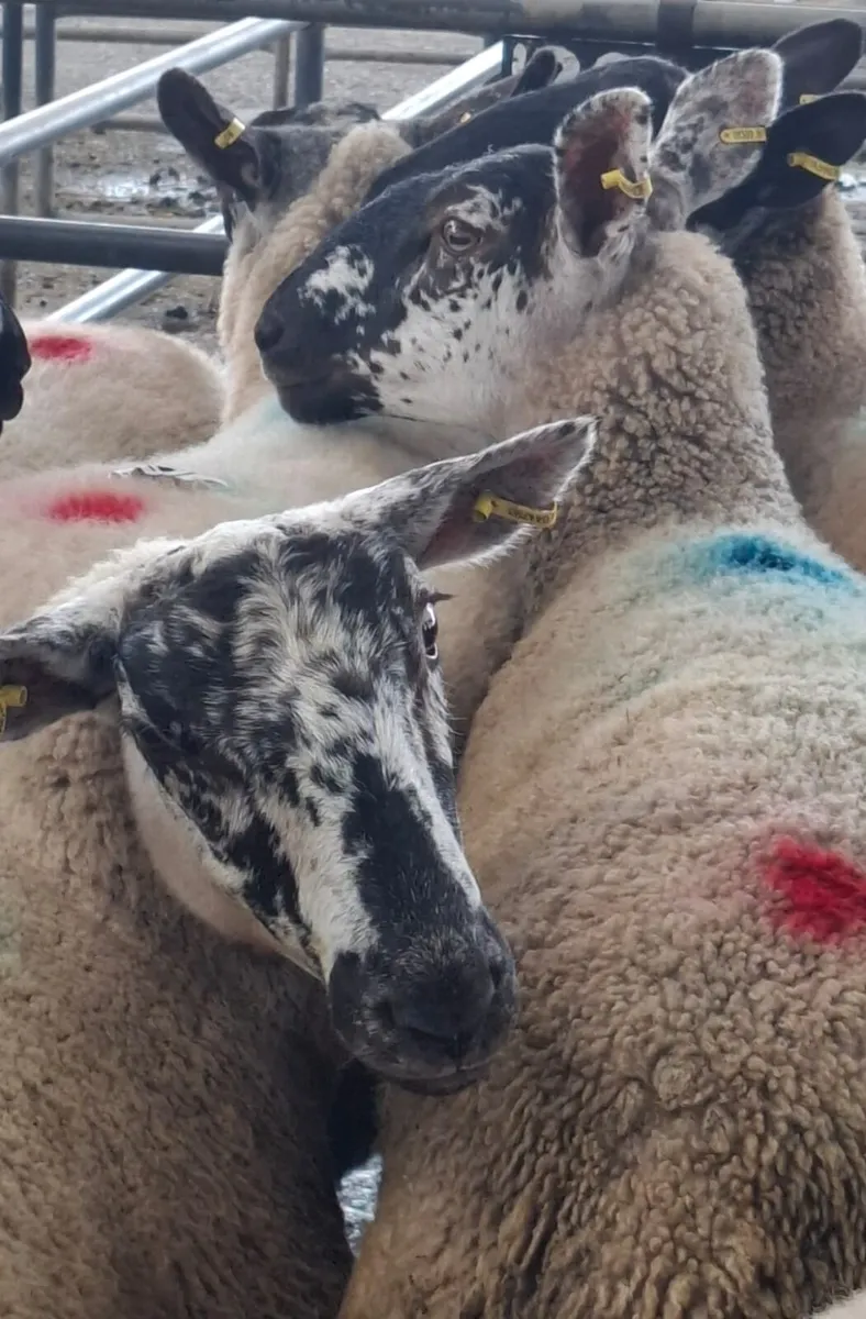 🔥 22 Smashing Suffolk cross hoggets for sale 🔥 - Image 1