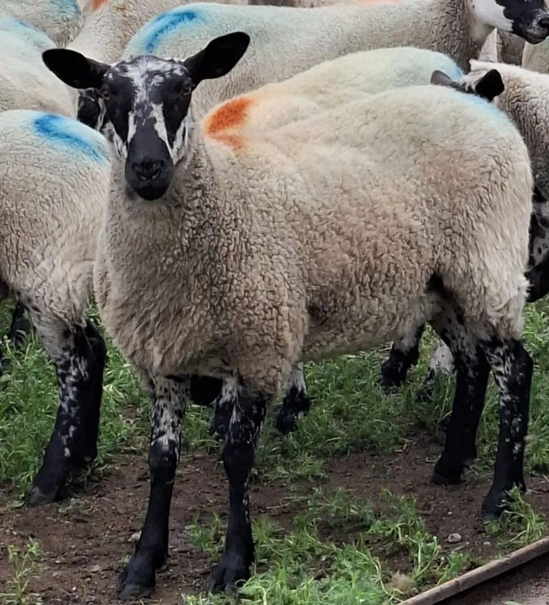 🔥 22 Smashing Suffolk cross hoggets for sale 🔥 - Image 3