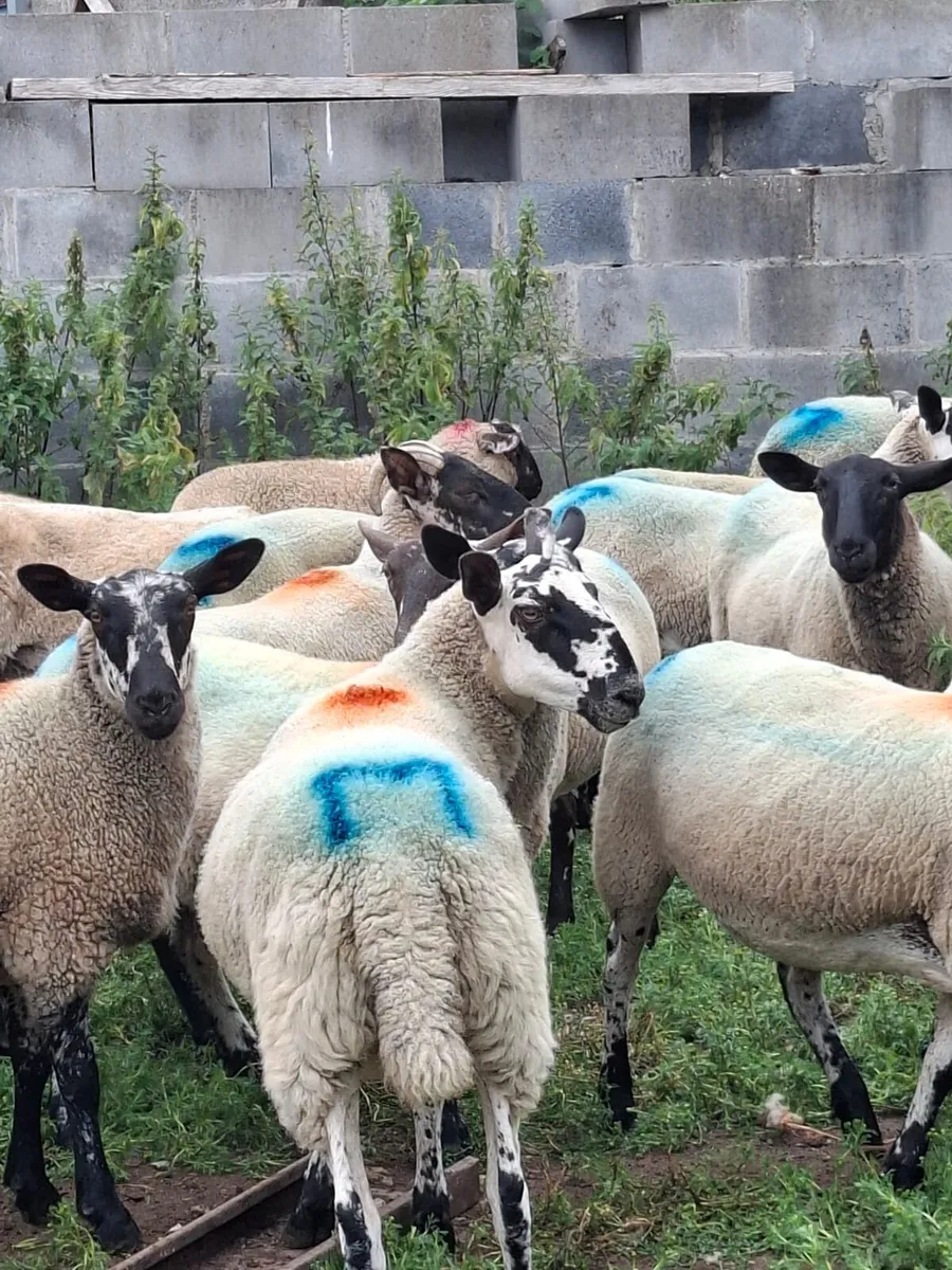 🔥 22 Smashing Suffolk cross hoggets for sale 🔥 - Image 4