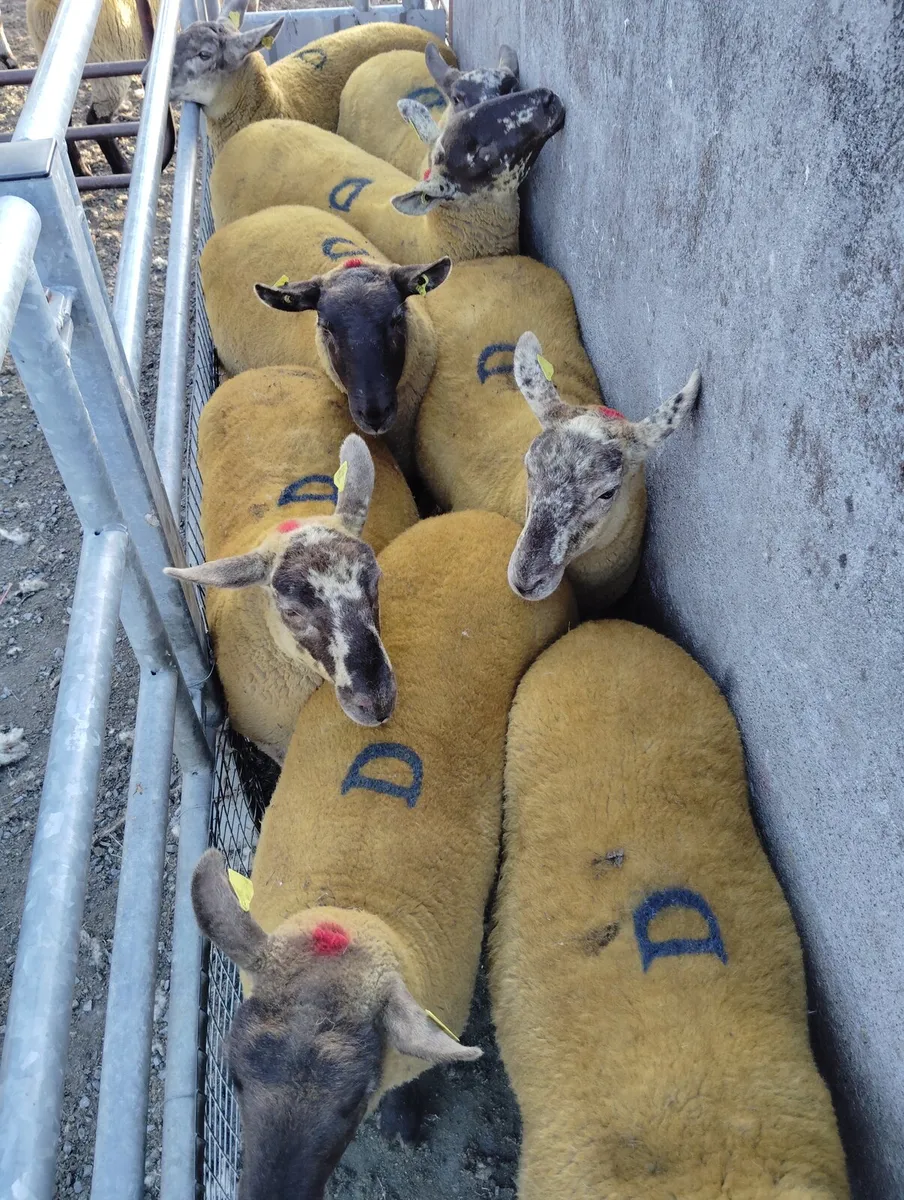 Speckled Hoggets - Image 1