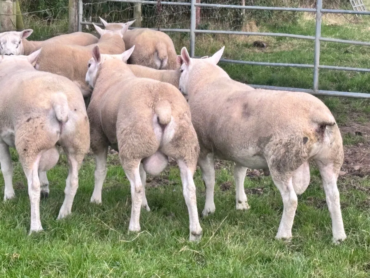 Pedigree Texel Rams - Image 3