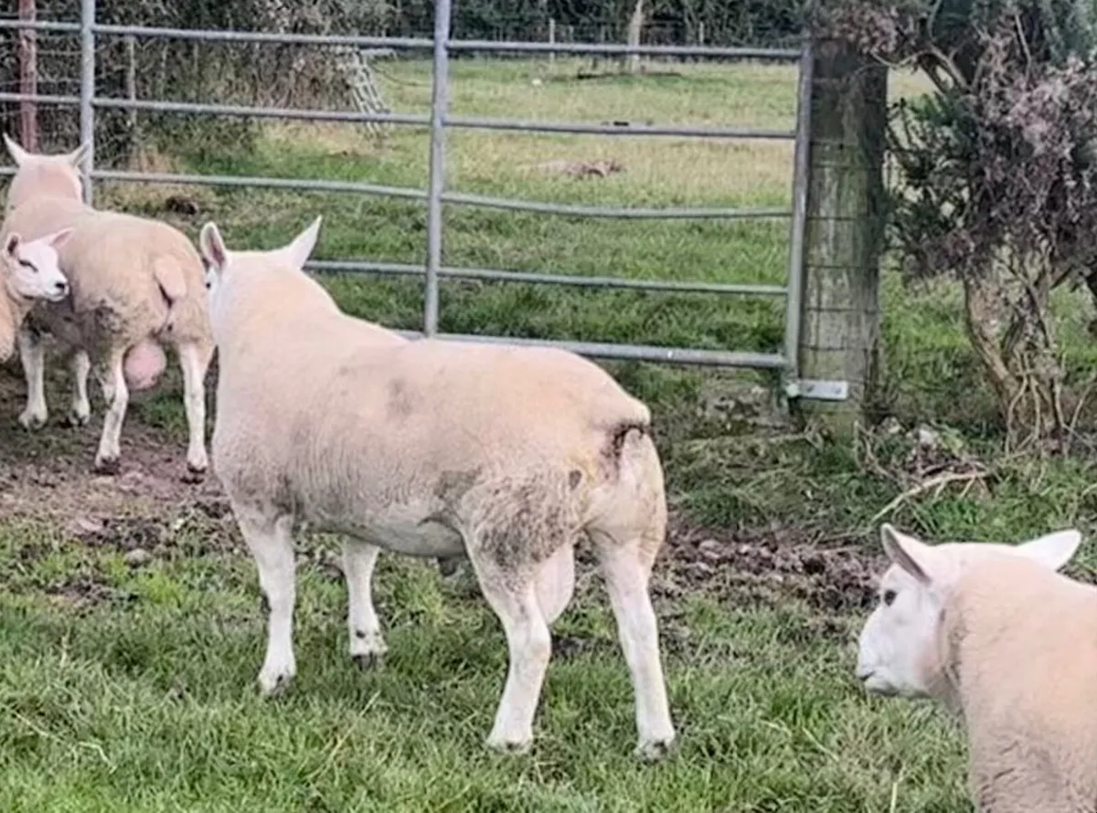 Pedigree Texel Rams - Image 1