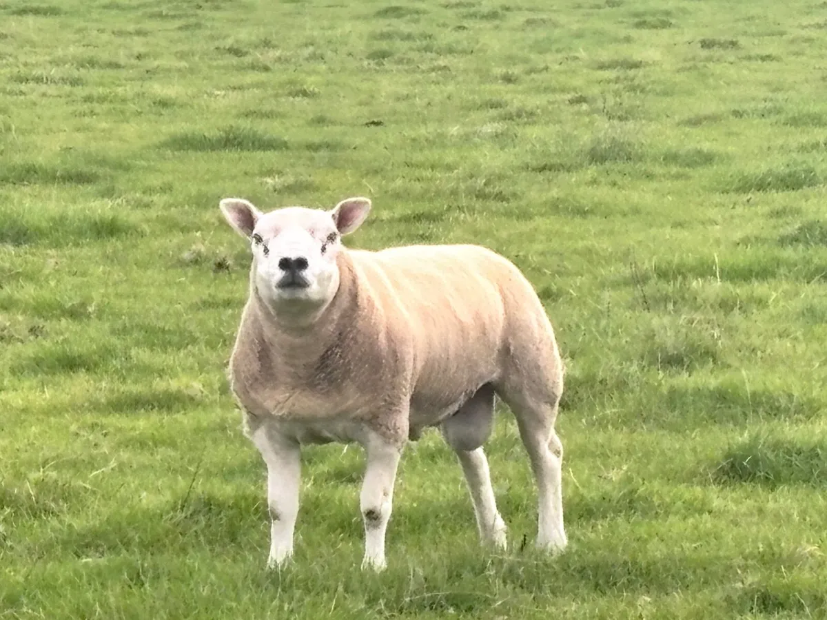 Pedigree Texel Rams - Image 2