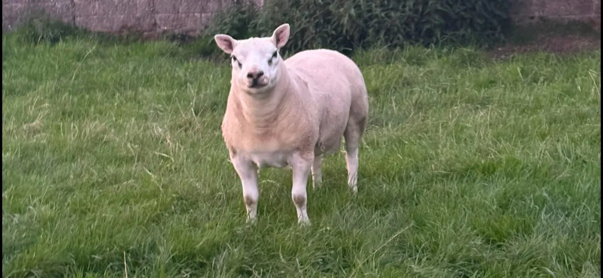 Pedigree Texel Rams - Image 4