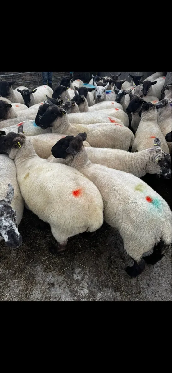 Hogget Ewes - Image 2