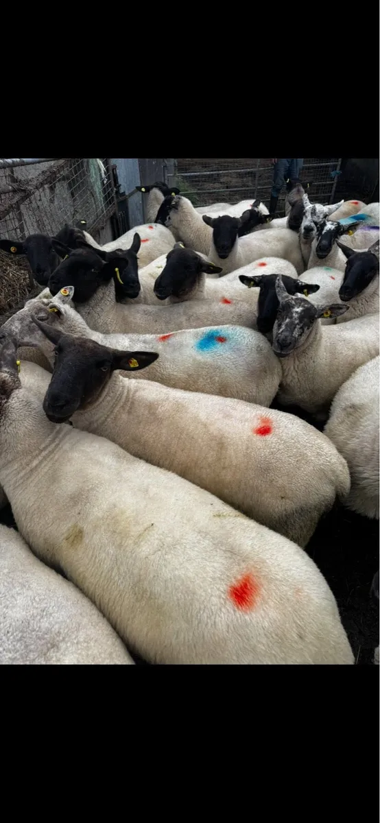 Hogget Ewes - Image 1