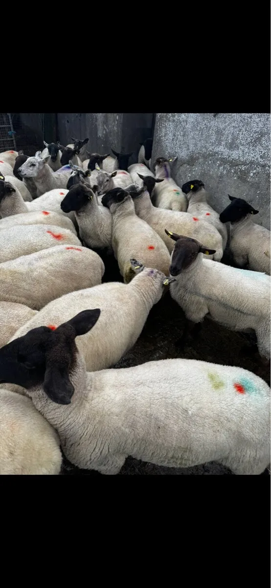 Hogget Ewes - Image 3