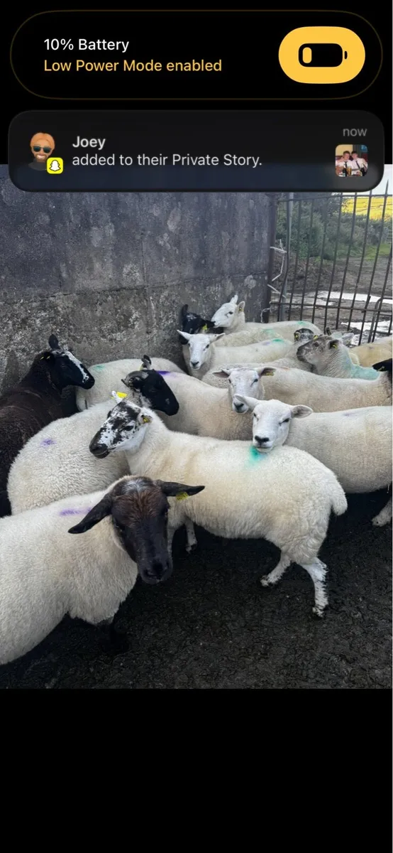 Hogget Ewes - Image 4