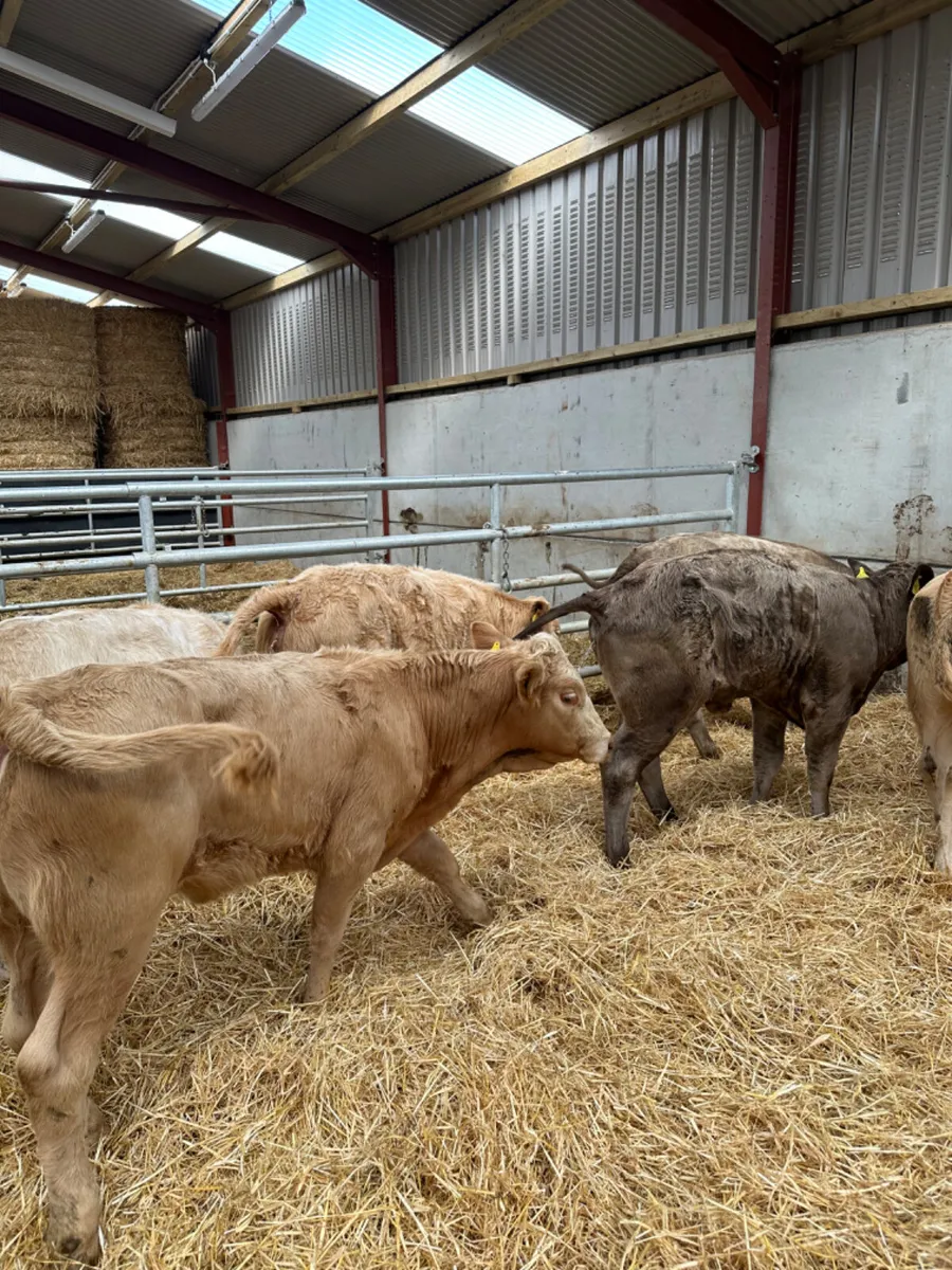 Charolais heifers - Image 2