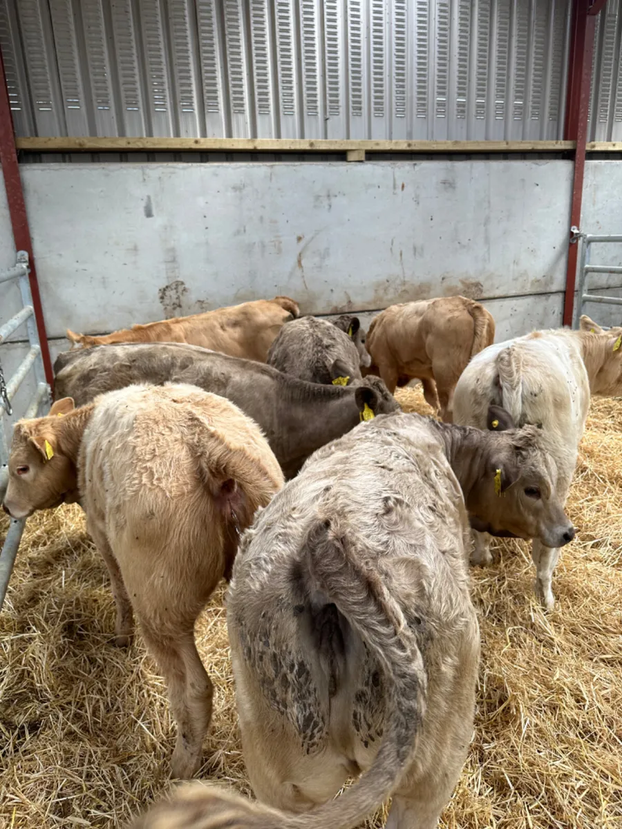 Charolais heifers - Image 4