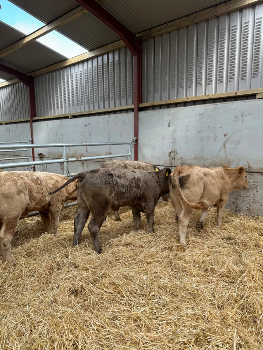 Charolais heifers - Image 1