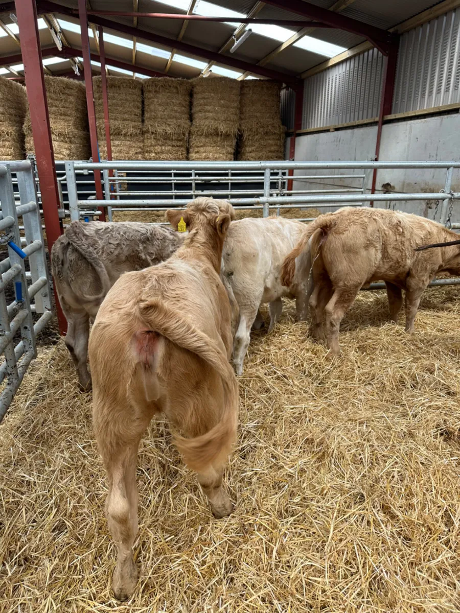 Charolais heifers - Image 3