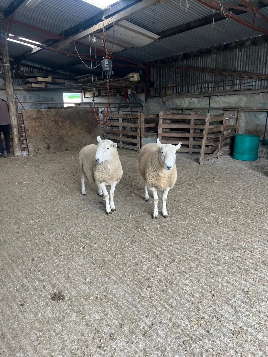 Cheviot Rams - Image 2