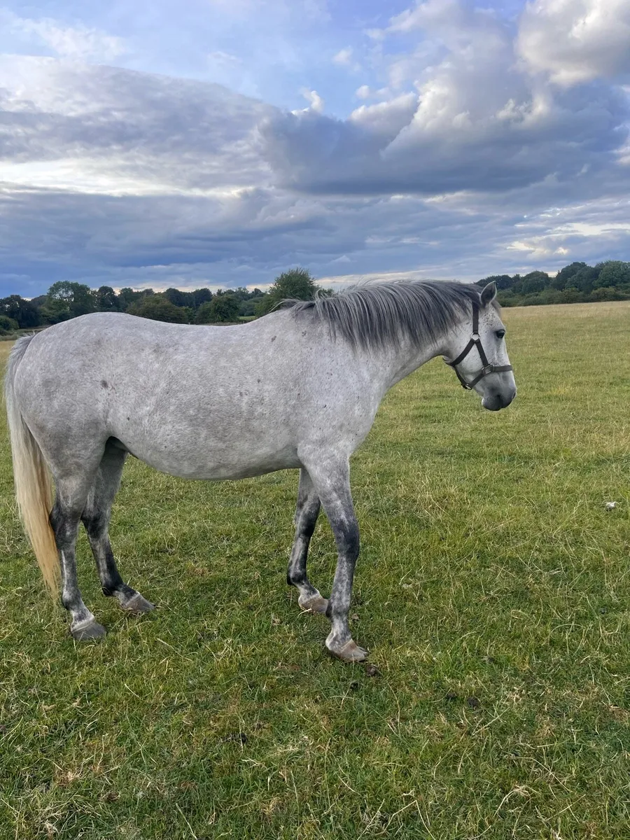 Connemara pony x ish - Image 3
