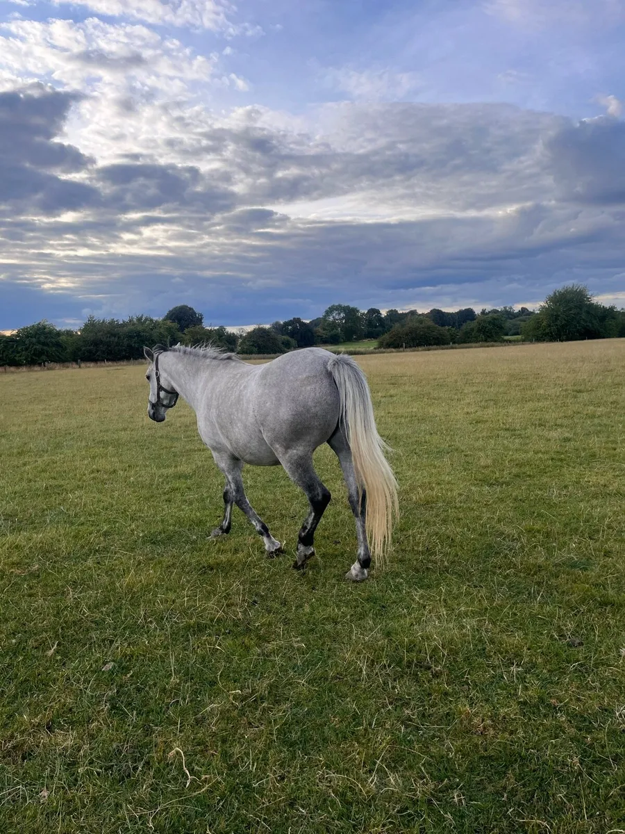 Connemara pony x ish - Image 4