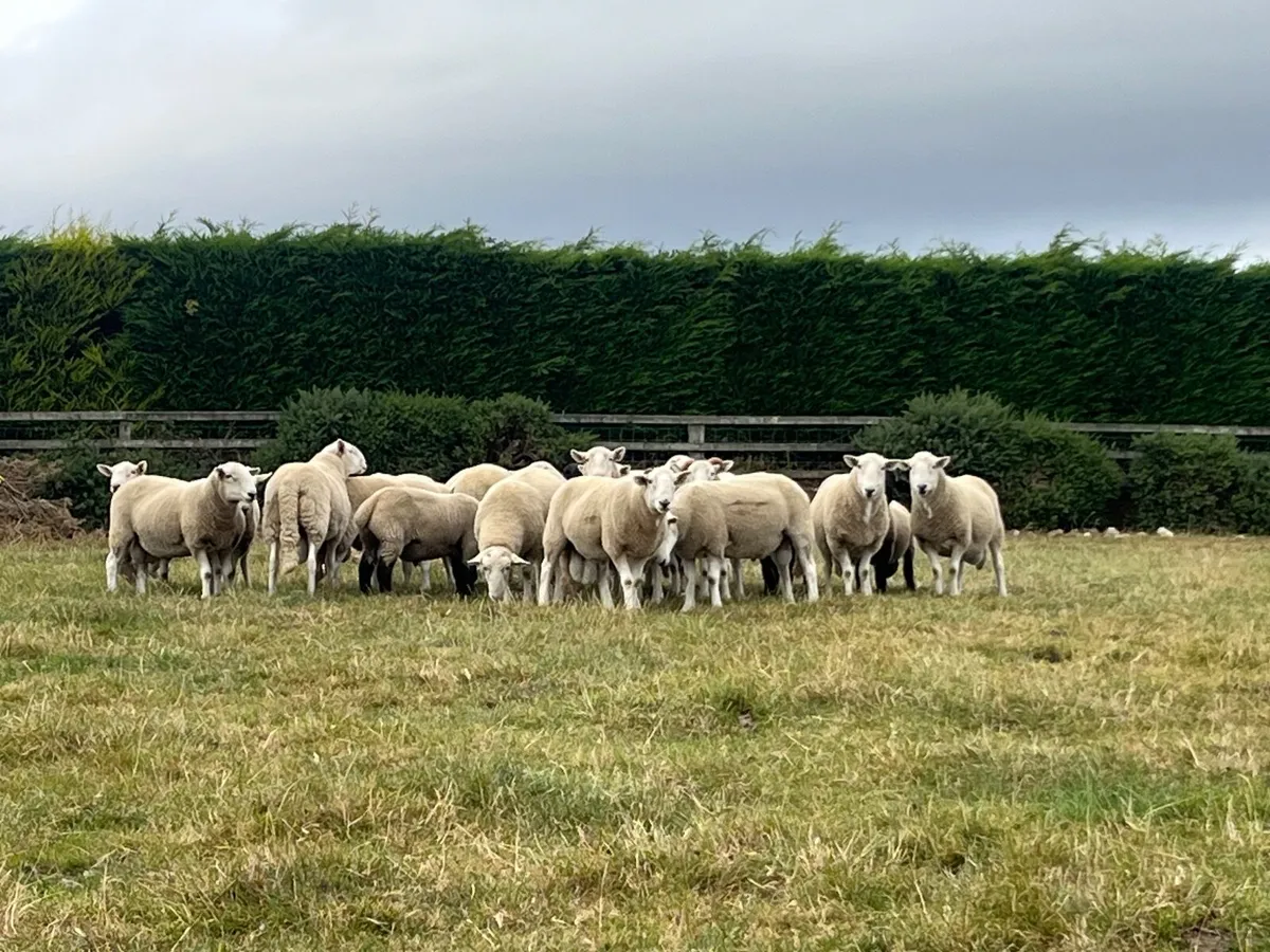 Cheviot Rams - Image 1