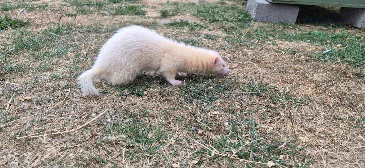 Ferret Kit - Image 2