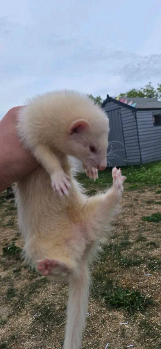 Ferret Kit - Image 3