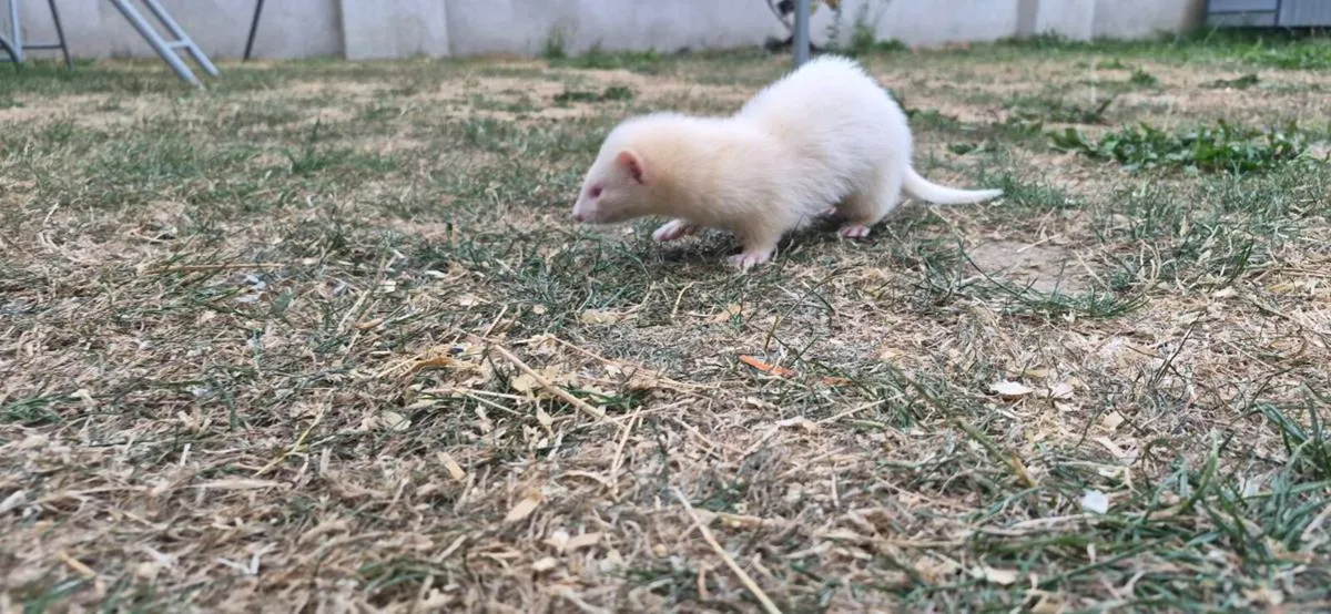 Ferret Kit - Image 1
