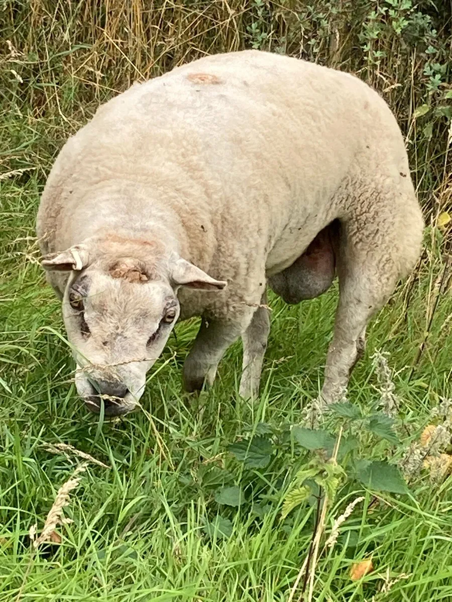 Beltex Ram - Image 1