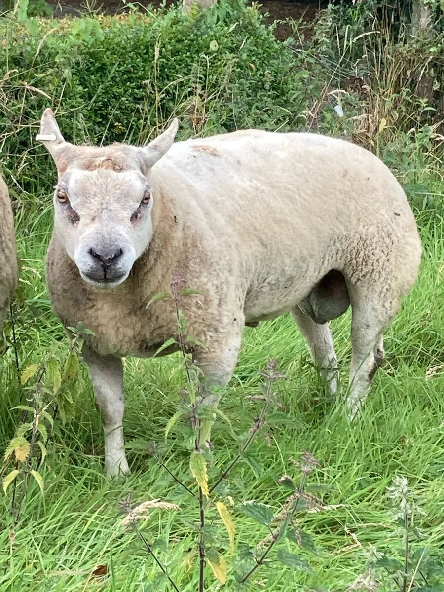 Beltex Ram - Image 2