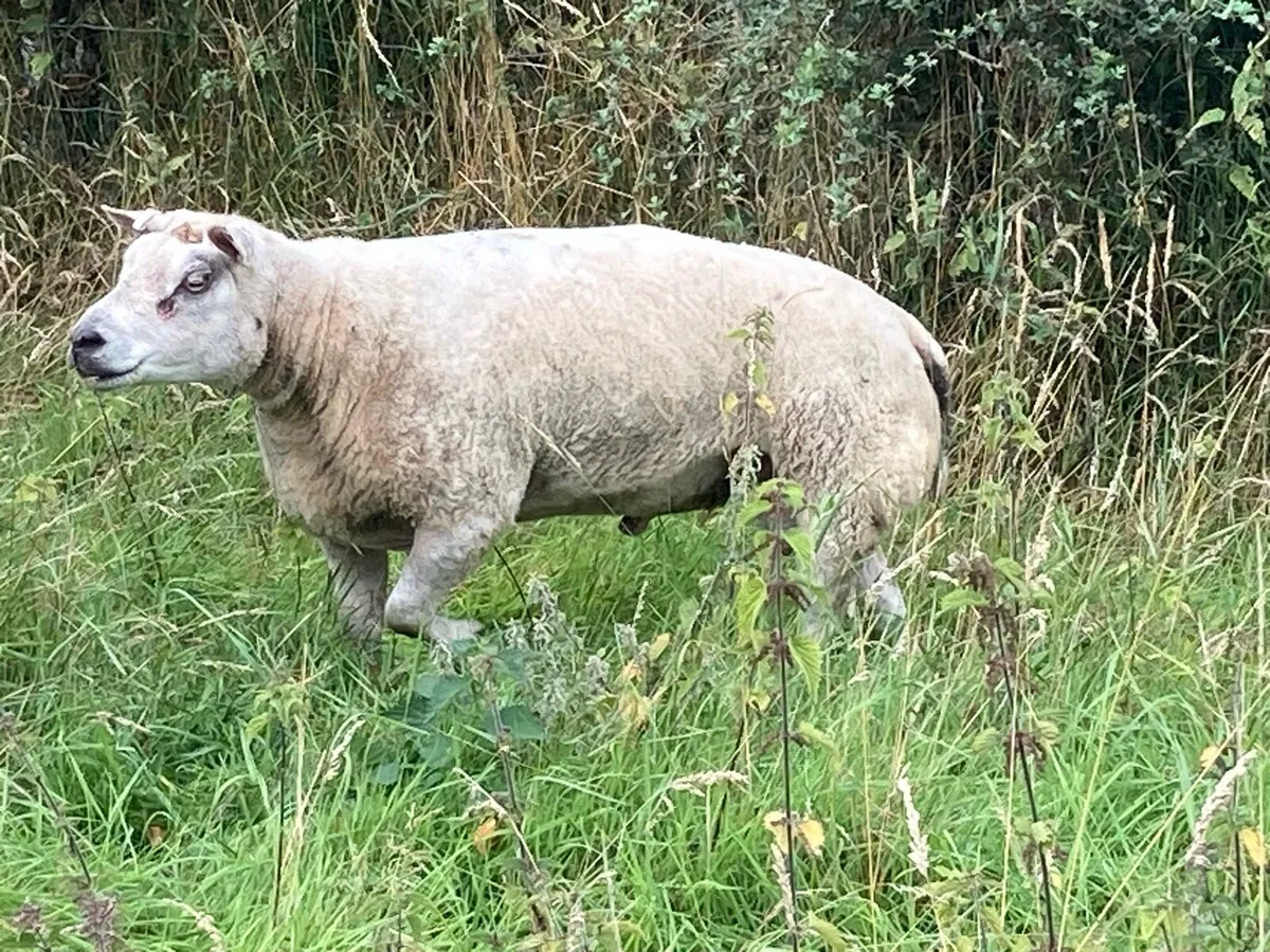 Beltex Ram - Image 3