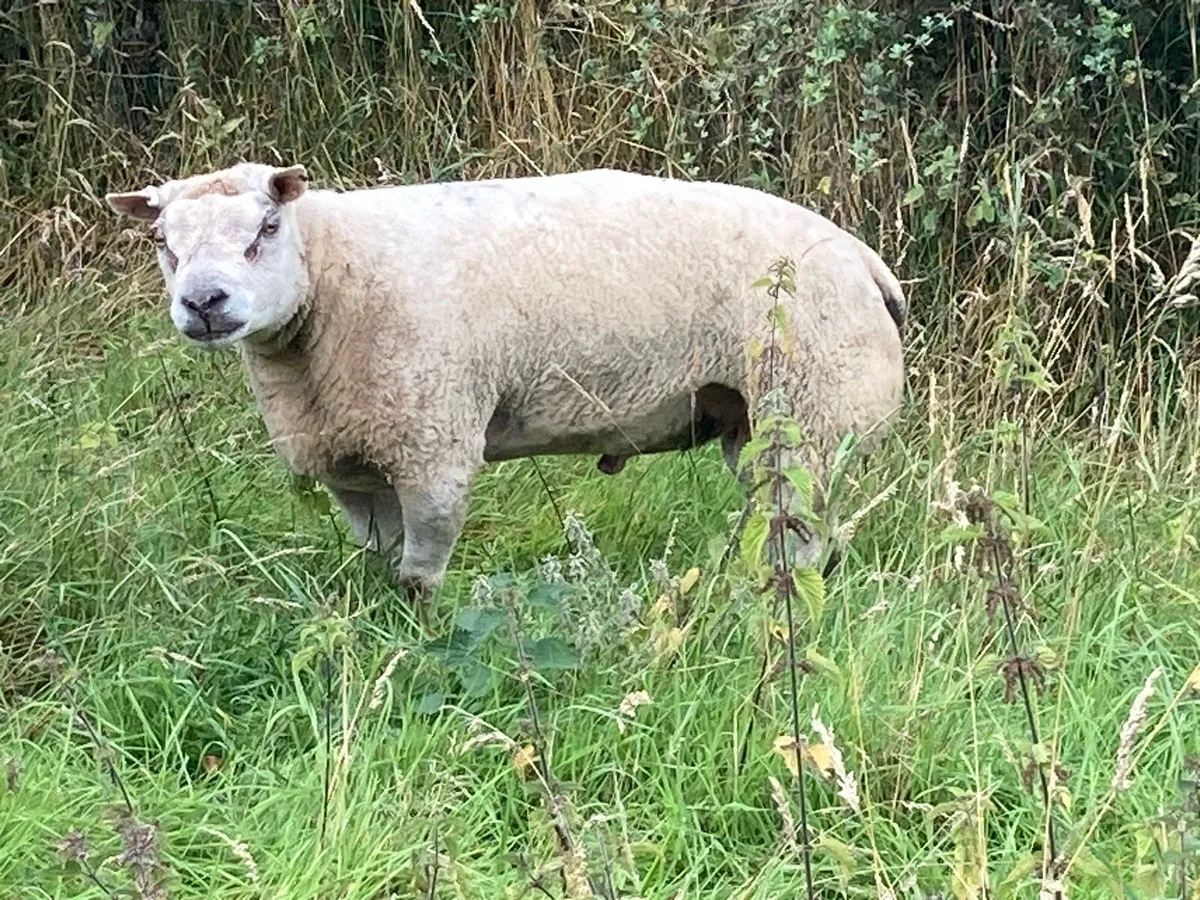 Beltex Ram - Image 4