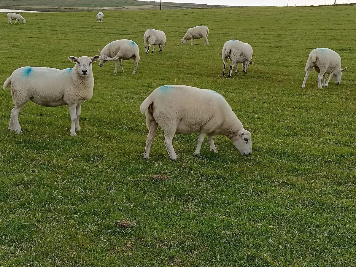 Mule and Texel x Mule Hoggets - Image 3