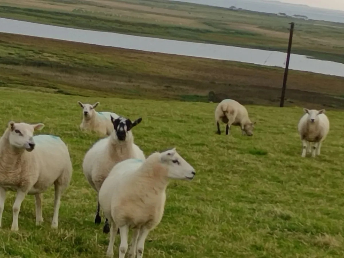 Mule and Texel x Mule Hoggets - Image 2