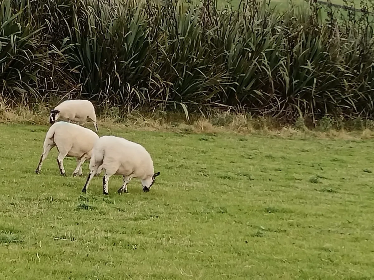 Mule and Texel x Mule Hoggets - Image 4
