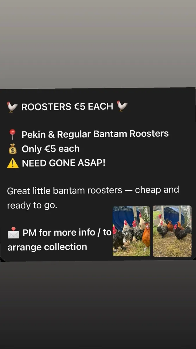 Pekin/Silkies/Bantams - Image 1