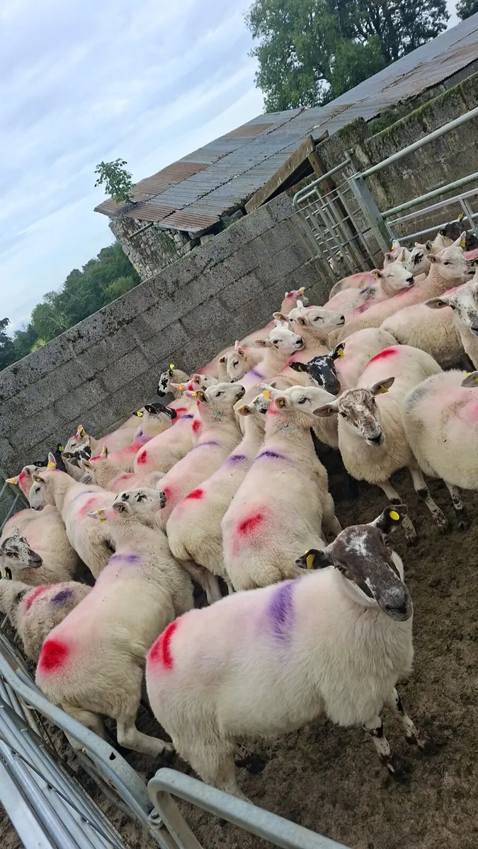39 Hogget Ewes - Image 1