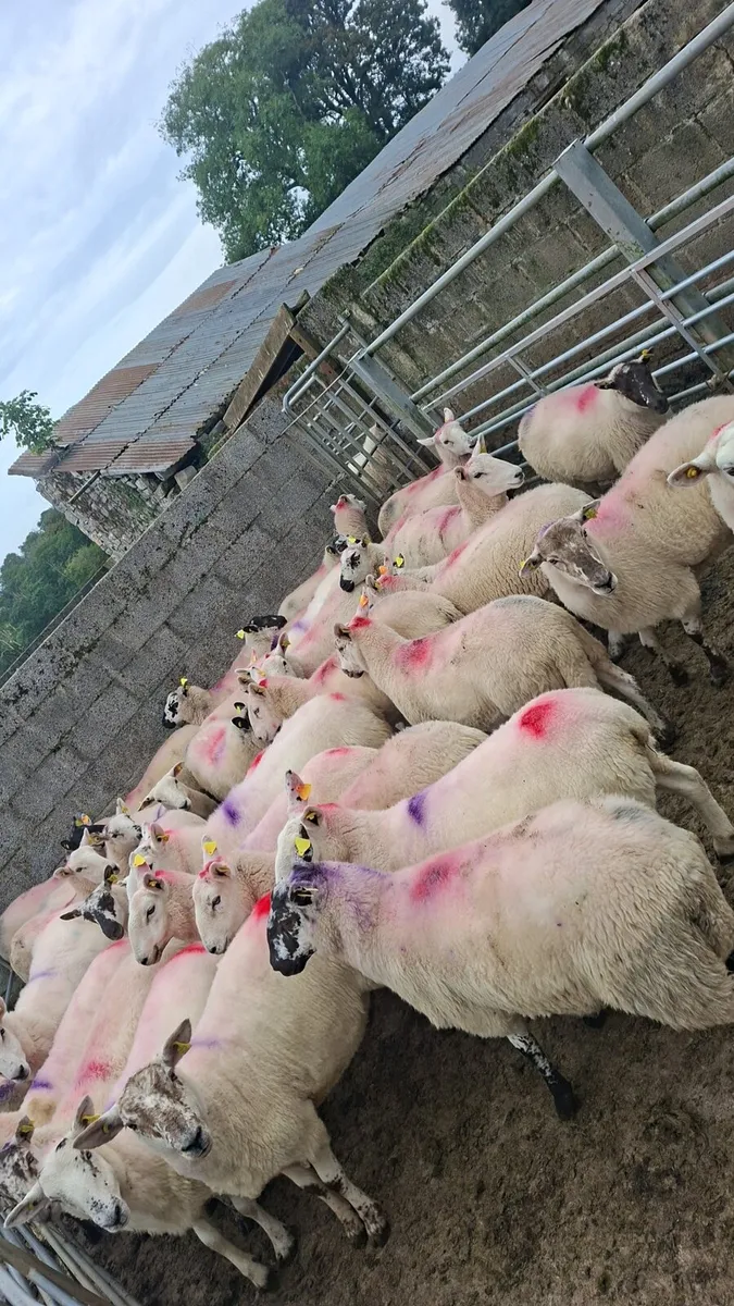 39 Hogget Ewes - Image 2