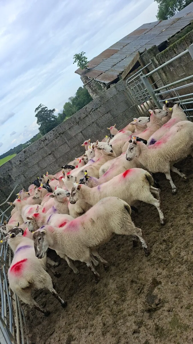 39 Hogget Ewes - Image 3