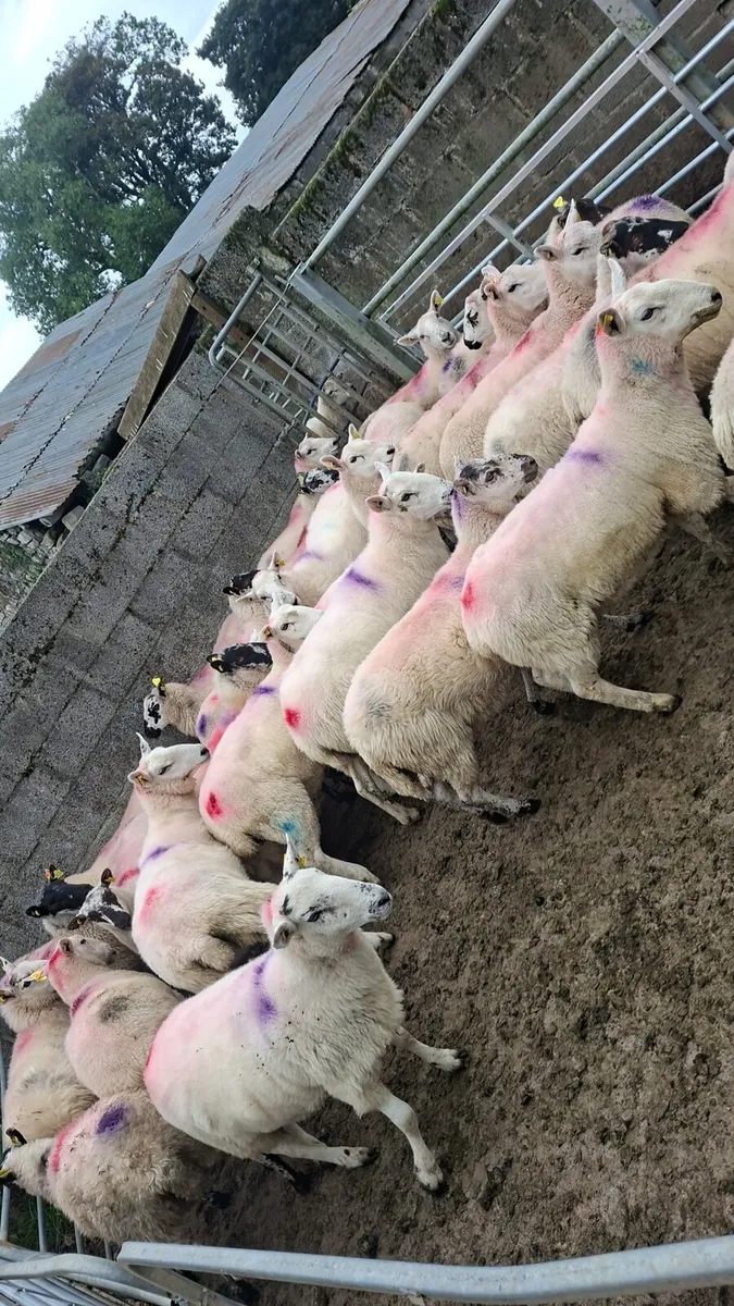 39 Hogget Ewes - Image 4
