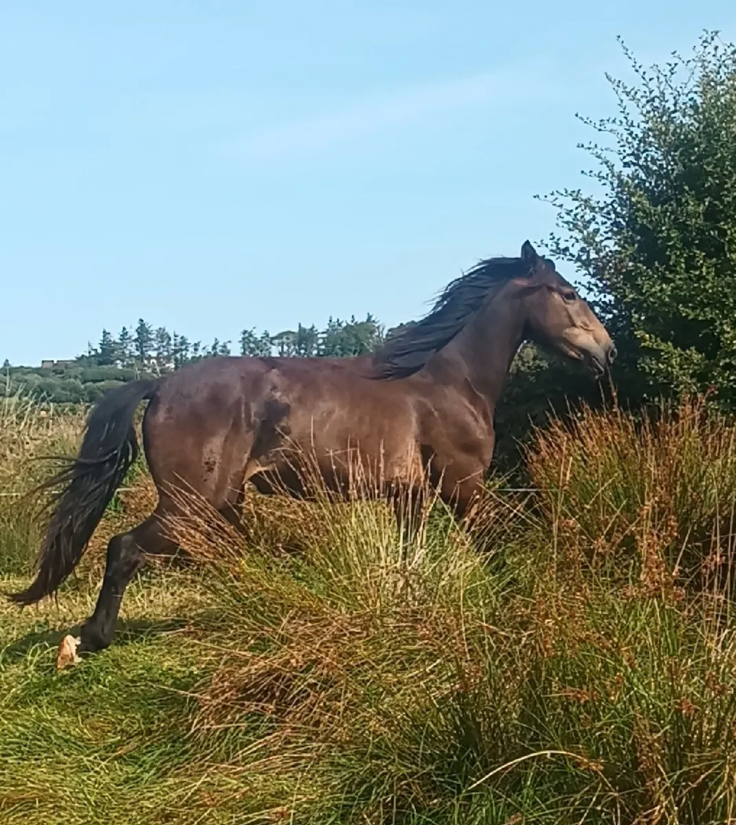 3 year old - Image 3