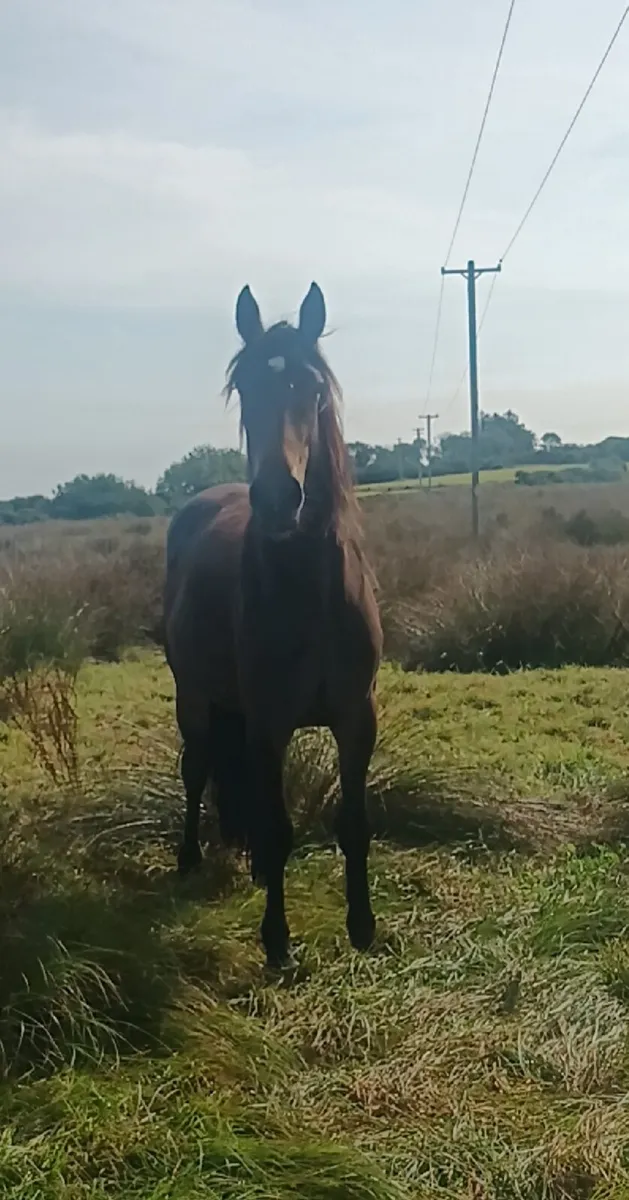 3 year old - Image 4