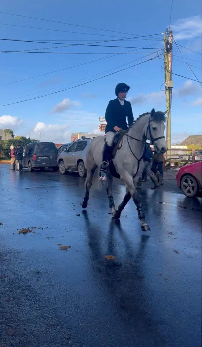 Top Quality 15.2hh 5 year old gelding - Image 2