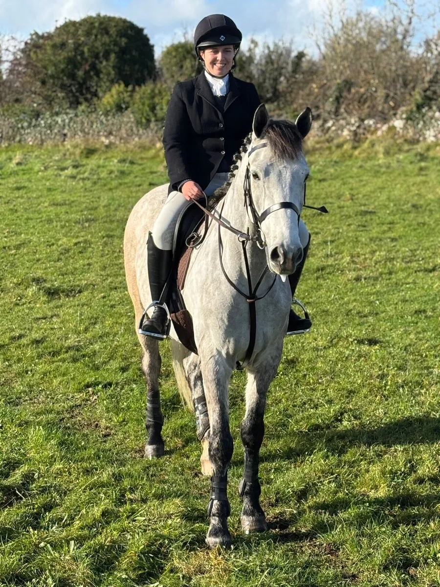 Top Quality 15.2hh 5 year old gelding - Image 3