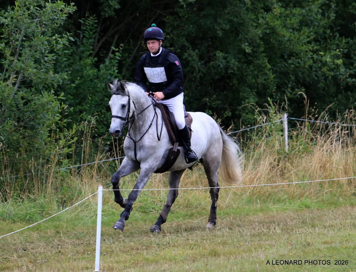 Top Quality 15.2hh 5 year old gelding - Image 4