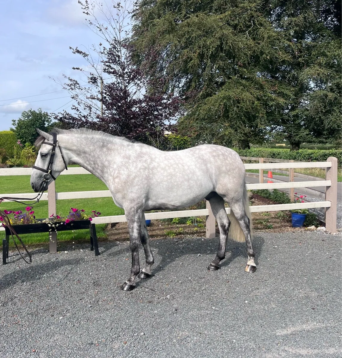 Top Quality 15.2hh 5 year old gelding - Image 1