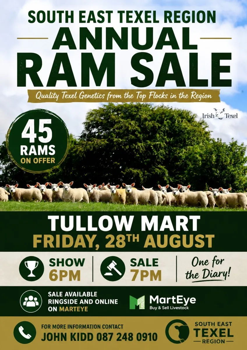 Tullow Texel Ram Sale