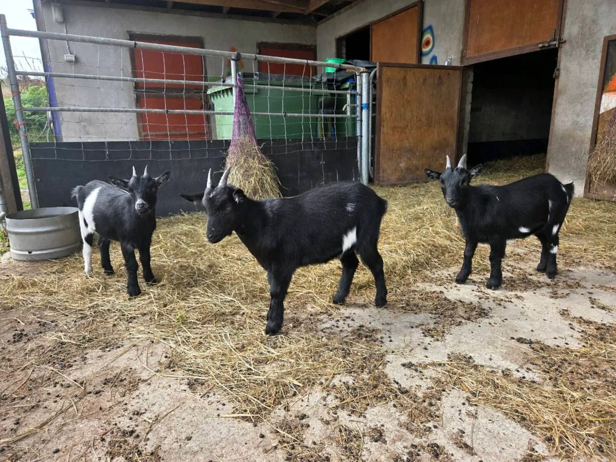 Organic Pygmy Goats - Image 1