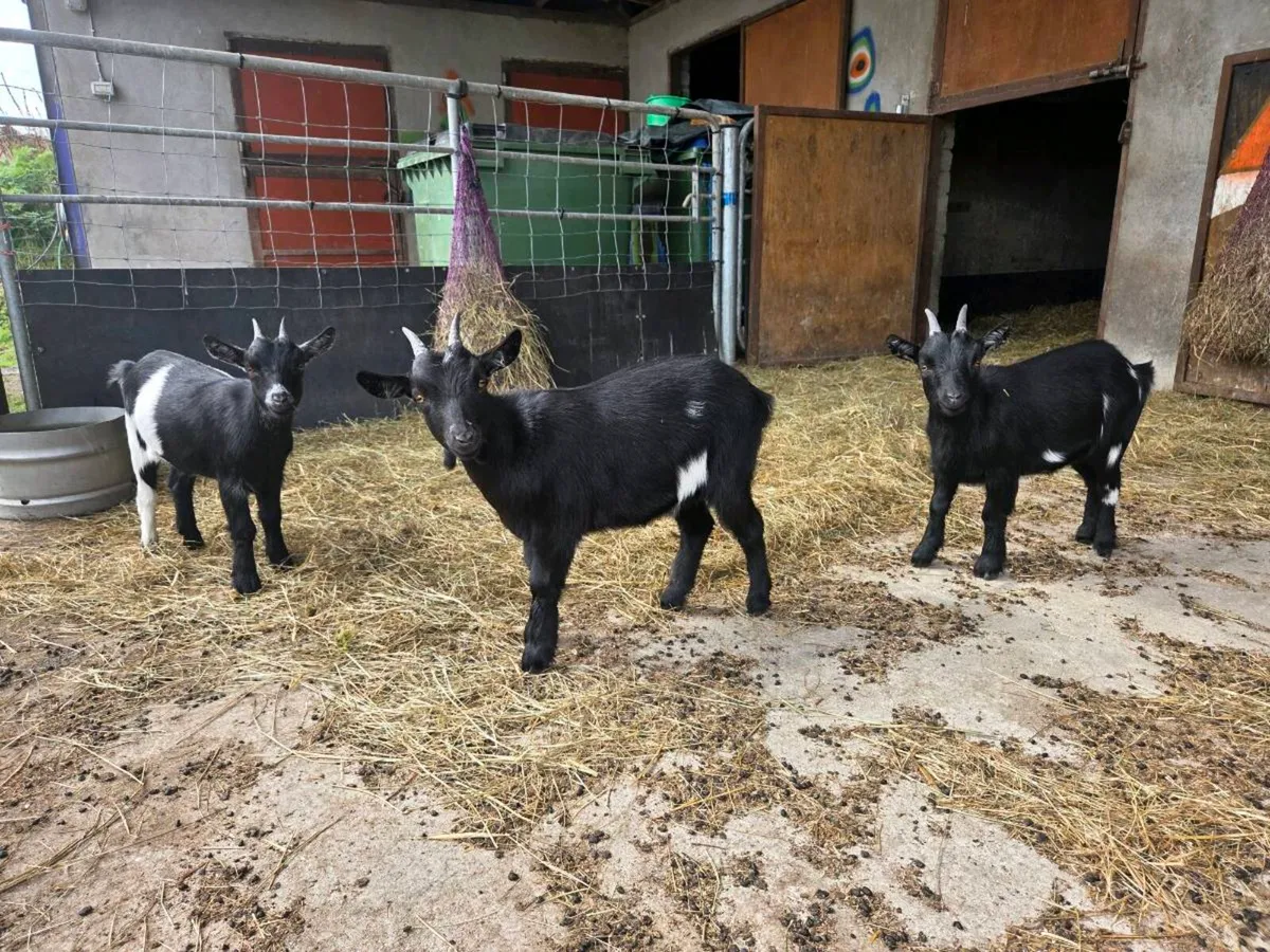 Organic Pygmy Goats - Image 2