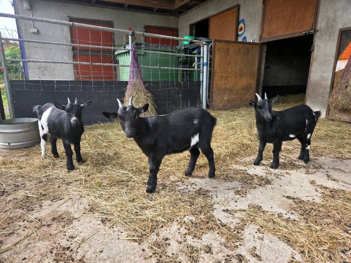 Organic Pygmy Goats - Image 3