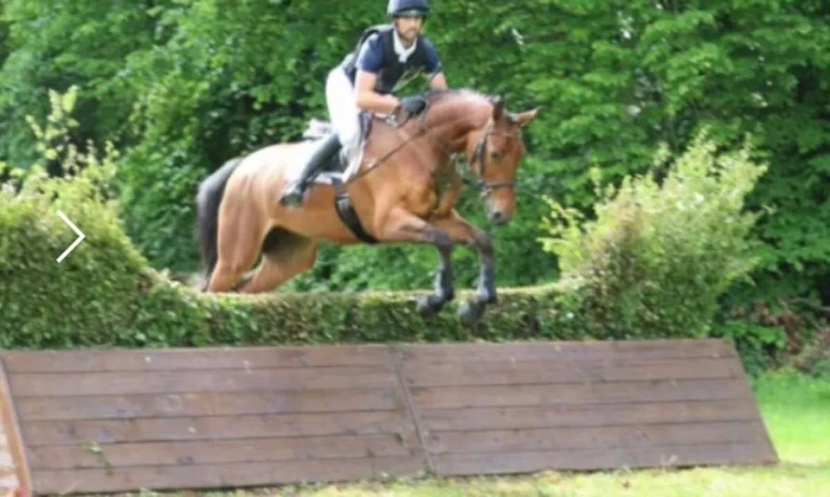 16.2h 4yo mare by Romanov x Carinjo x Cascavelle - Image 1