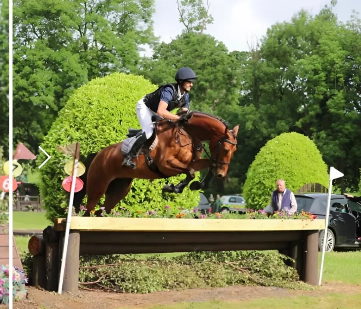 16.2h 4yo mare by Romanov x Carinjo x Cascavelle - Image 2