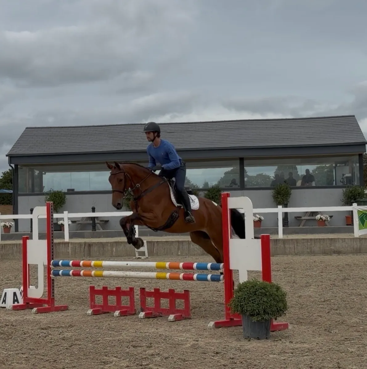 16.2h 4yo mare by Romanov x Carinjo x Cascavelle - Image 3
