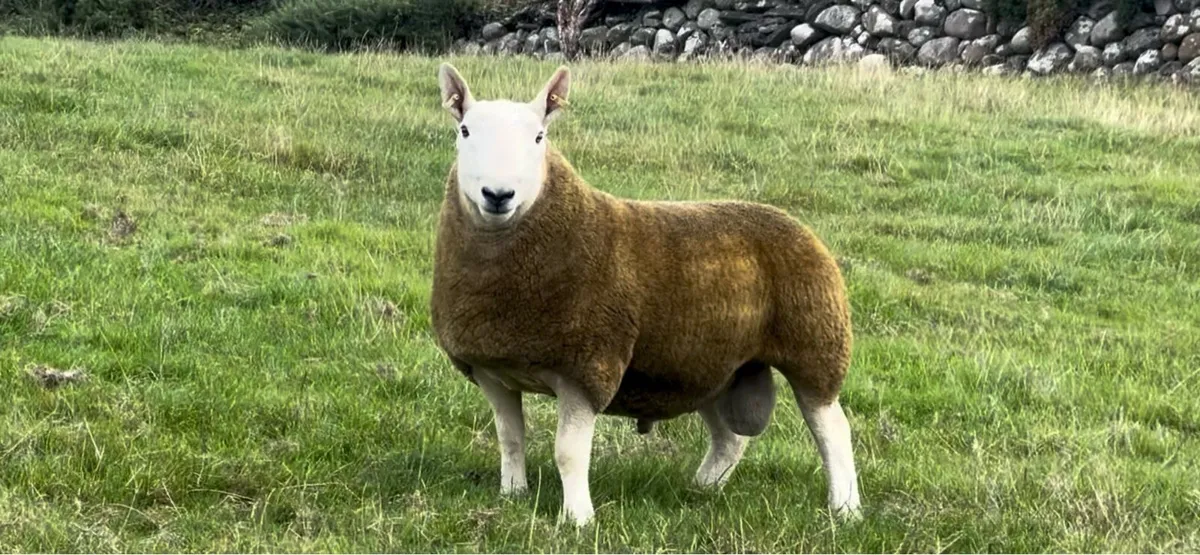 North Country Cheviot Rams - Image 3